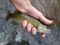 Micropterus tallapoosae