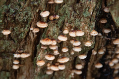 Chaetocalathus cocciformis