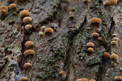 Chaetocalathus cocciformis