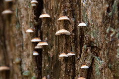 Chaetocalathus cocciformis