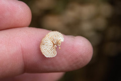 Chaetocalathus cocciformis