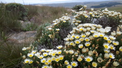 Helichrysum reflexum