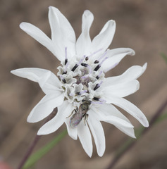 Blepharipappus scaber