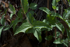 Lasianthaea podocephala