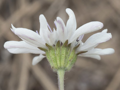 Blepharipappus scaber