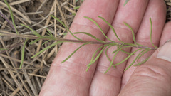 Blepharipappus scaber