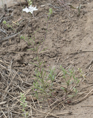 Blepharipappus scaber