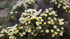 Helichrysum reflexum