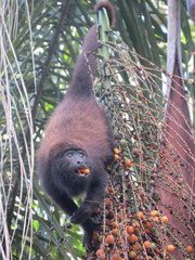 Alouatta guariba