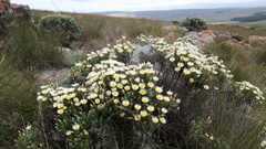 Helichrysum reflexum