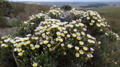 Helichrysum reflexum