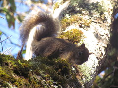 Sciurus aestuans