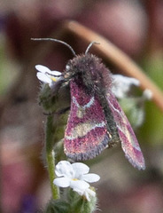 Schinia pulchripennis