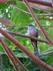 Cacomantis merulinus