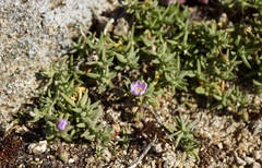 Spergularia macrotheca macrotheca