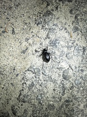 Carabus taedatus