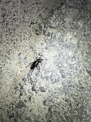 Carabus taedatus