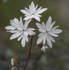 Lithophragma tenellum