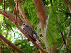 Cacomantis merulinus