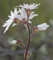 Lithophragma tenellum