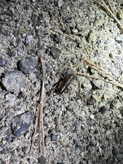 Cyphoderris