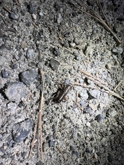 Cyphoderris