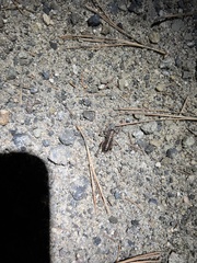 Cyphoderris