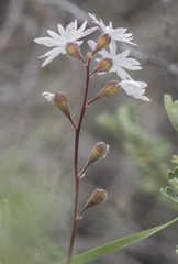 Lithophragma tenellum