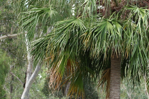 Image of Carnarvon Fan Palm (Livistona nitida) by (c) Greg Tasney, some rights reserved (CC BY-SA)
