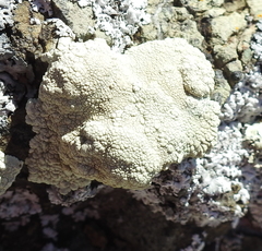 Protoparmeliopsis pinguis
