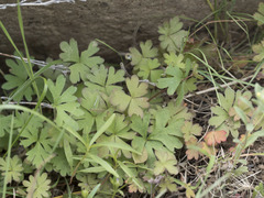 Lithophragma tenellum