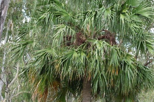 Image of Carnarvon Fan Palm (Livistona nitida) by (c) Greg Tasney, some rights reserved (CC BY-SA)