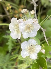 Phacelia cicutaria hispida