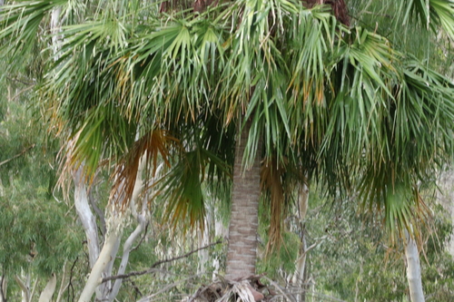 Image of Carnarvon Fan Palm (Livistona nitida) by (c) Greg Tasney, some rights reserved (CC BY-SA)