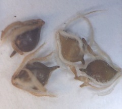 Schoenoplectus scirpoides