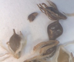 Schoenoplectus scirpoides