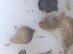 Schoenoplectus scirpoides