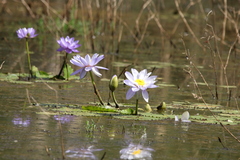 Nymphaea gigantea
