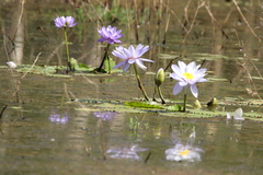 Nymphaea gigantea