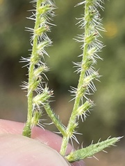 Cryptantha maritima maritima