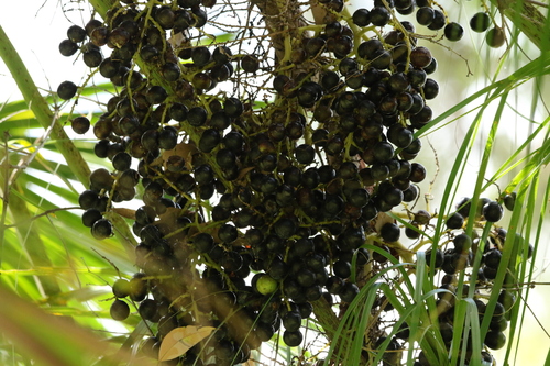 Image of Livistona nitida by (c) Greg Tasney, some rights reserved (CC BY-SA)