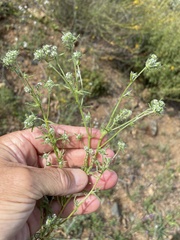 Cryptantha maritima maritima