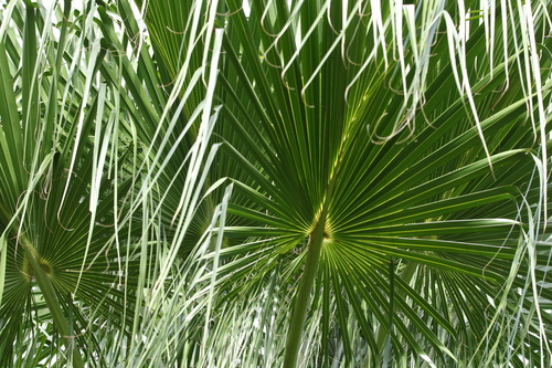 Image of Carnarvon Fan Palm (Livistona nitida) by (c) Greg Tasney, some rights reserved (CC BY-SA)