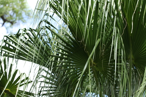 Image of Carnarvon Fan Palm (Livistona nitida) by (c) Greg Tasney, some rights reserved (CC BY-SA)