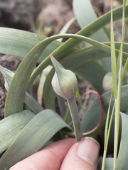 Allium platycaule