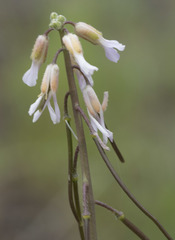 Boechera retrofracta