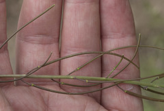 Boechera retrofracta