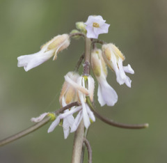 Boechera retrofracta