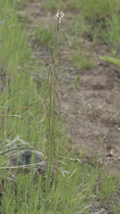 Boechera retrofracta