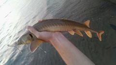 Scaphirhynchus platorynchus